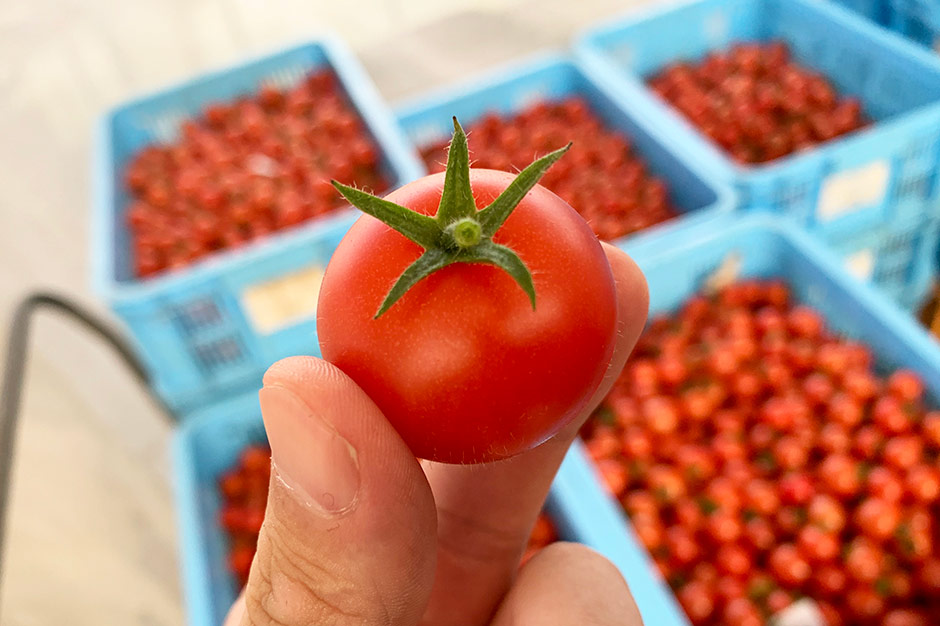収穫したてのトマト。へたがピンと伸びている
